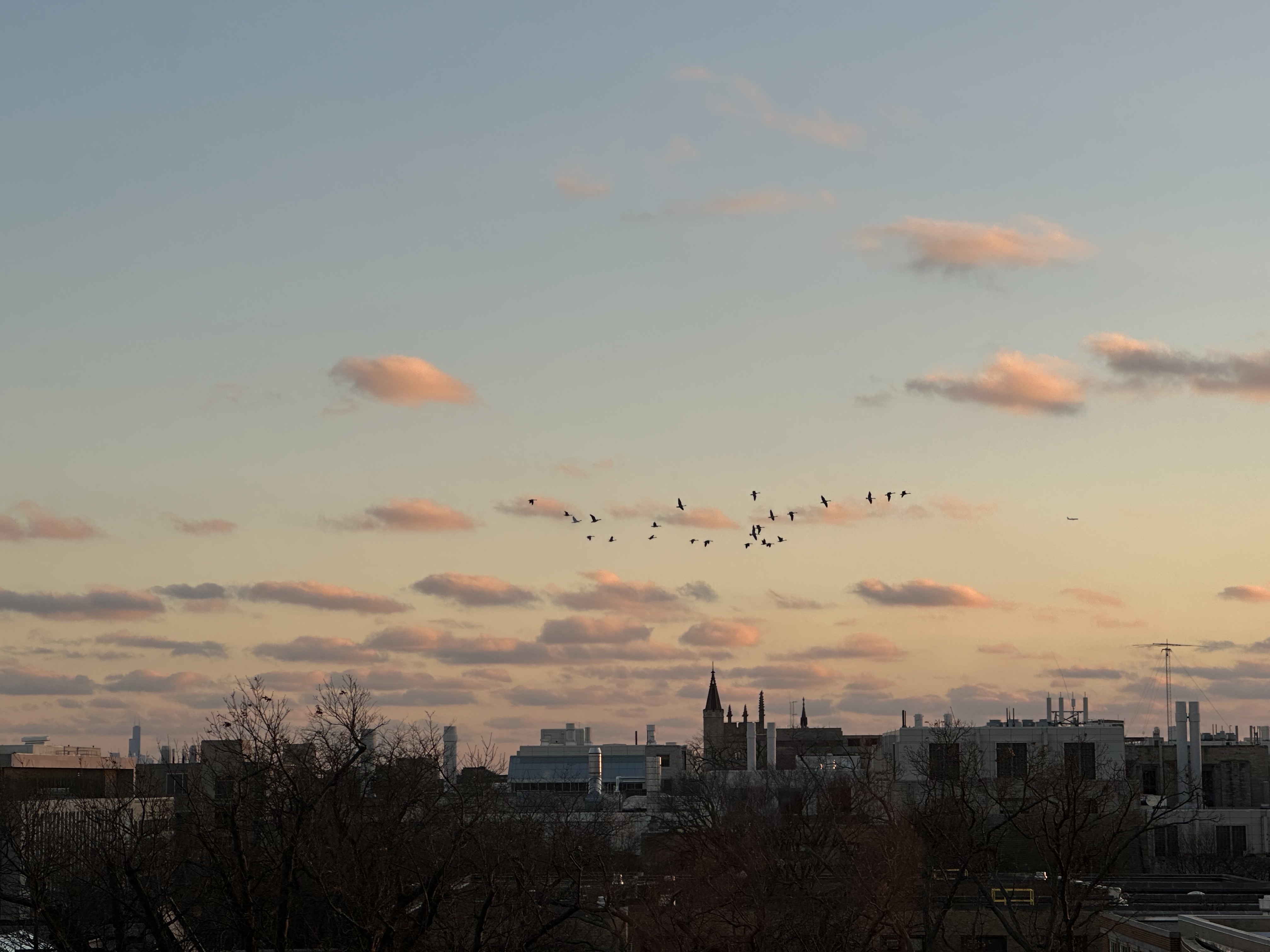 birds
