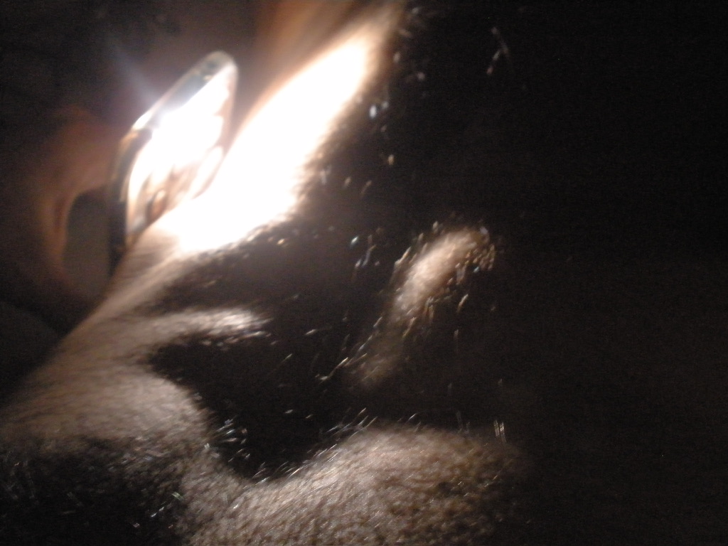 Photo 48