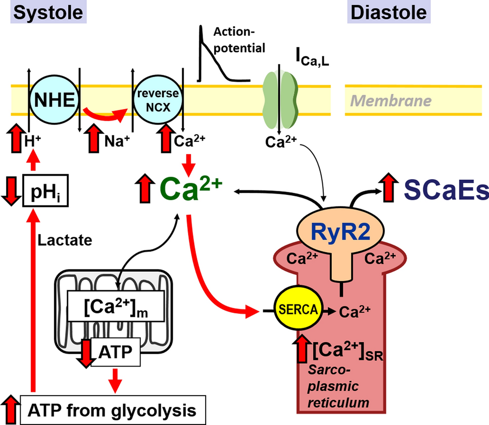 Mathematical Modeling of cAMP-PDE Signaling in Atrial Fibrillation Risk Variants